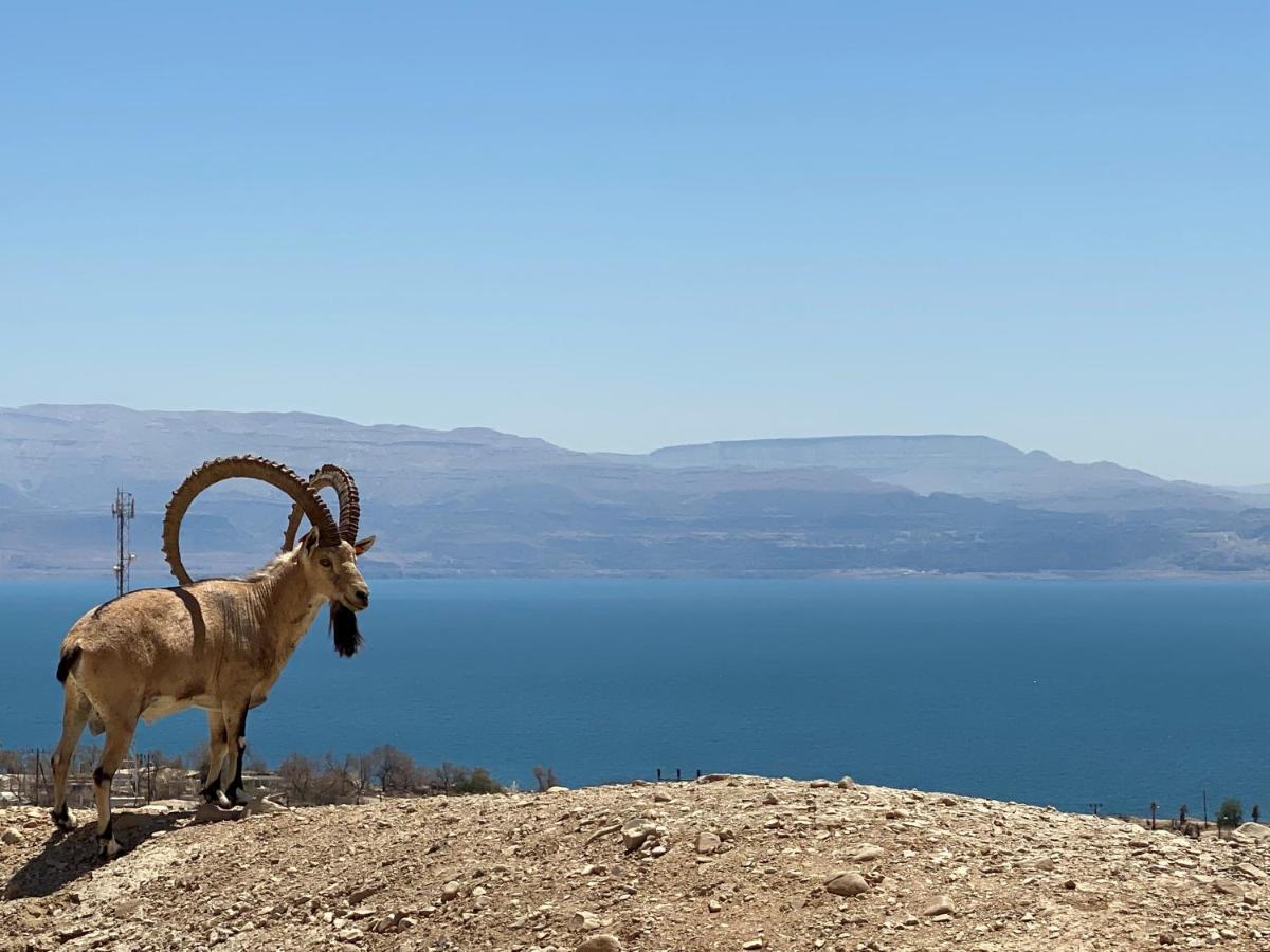 Hotel Badolina Ein Gedi Glamping Exterior foto